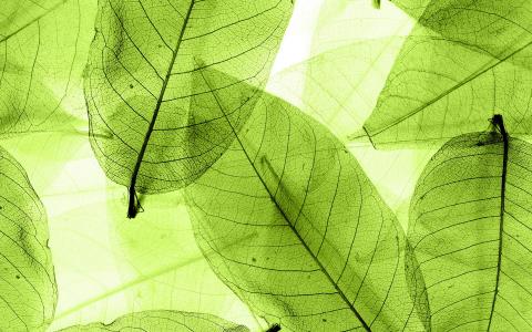 唯美秋季枫树叶高清桌面壁纸第3张