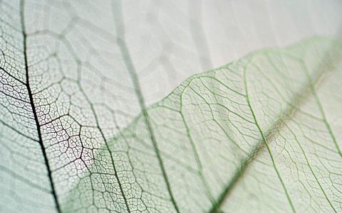 唯美秋季枫树叶高清桌面壁纸第6张