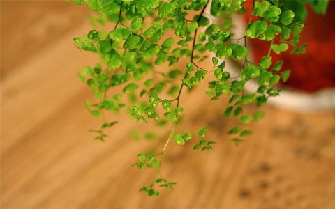 高清宽屏养眼护眼铁线蕨常绿草本植物桌面壁纸第二辑第6张