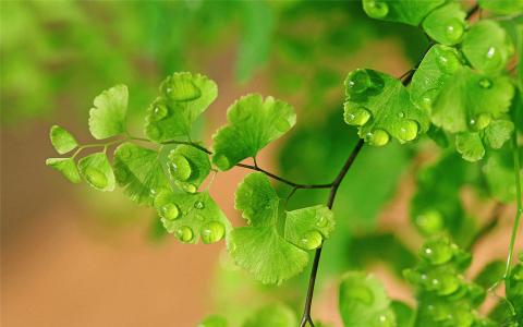 铁线蕨图片 _ 第(8)张