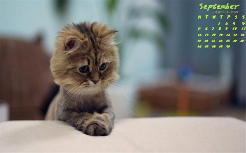哺乳动物狐獴图片高清桌面壁纸第3张