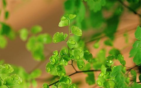 铁线蕨图片 _ 第(8)张