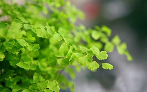 高清宽屏绿色植物铁线蕨高清电脑桌面壁纸图片第二辑第5张