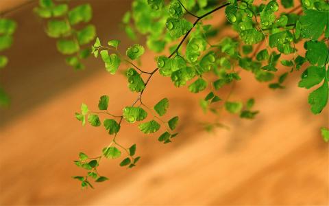 高清宽屏绿色植物铁线蕨高清电脑桌面壁纸图片第二辑第6张