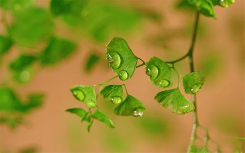 铁线蕨图片 _ 第(8)张