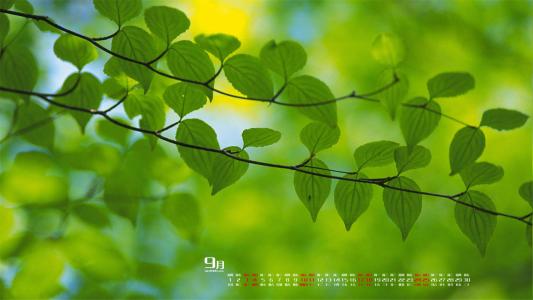 2016年9月日历绿色叶子桌面壁纸第2张