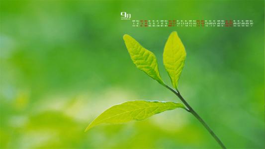 2016年9月日历绿色叶子桌面壁纸第3张