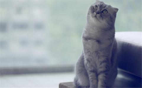 哺乳动物狐獴图片高清桌面壁纸第0张
