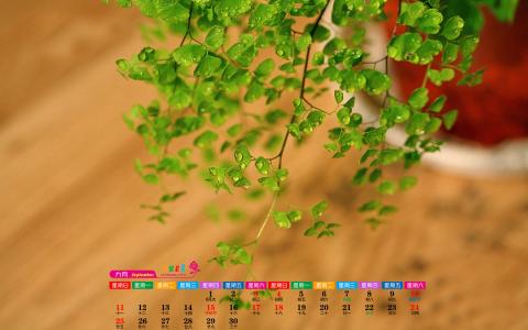 铁线蕨图片 _ 第(6)张