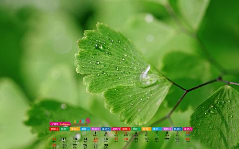 铁线蕨图片 _ 第(7)张