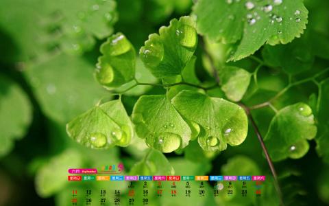 高清宽屏绿色植物铁线蕨高清电脑桌面壁纸图片大全第5张