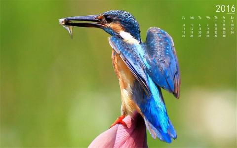 2015年1月日历壁纸动物宠物之白色小猫高清素材图片合集5P(二)第0张