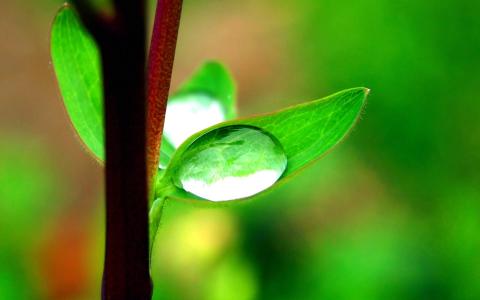 绿色植物叶子上的小水珠高清摄影桌面壁纸图片大全第0张