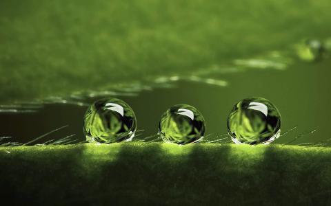 绿色植物叶子上的小水珠高清摄影桌面壁纸图片大全第1张