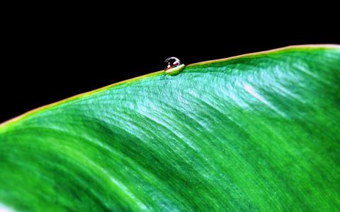 绿色植物叶子上的小水珠高清摄影桌面壁纸图片大全第2张
