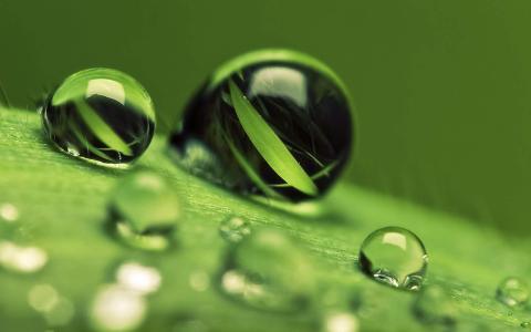 绿色植物叶子上的小水珠高清摄影桌面壁纸图片大全第3张