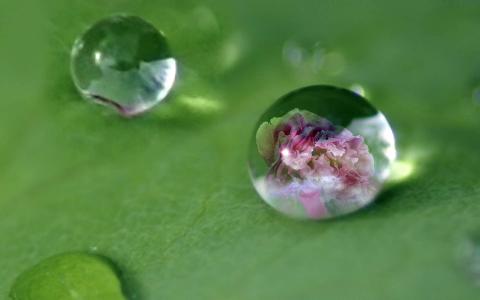 绿色植物叶子上的小水珠高清摄影桌面壁纸图片大全第4张