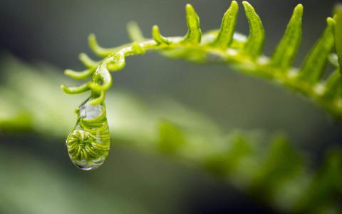 秋天的树叶风景摄影高清宽屏桌面壁纸第3张
