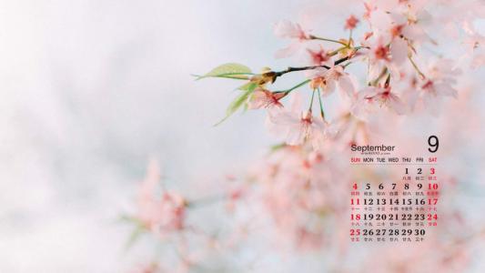清新粉嫩的樱花图片桌面壁纸第5张