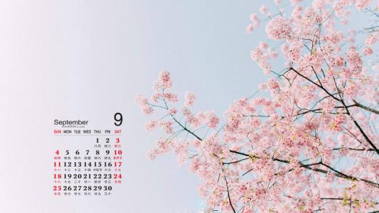 清新粉嫩的樱花图片桌面壁纸第6张