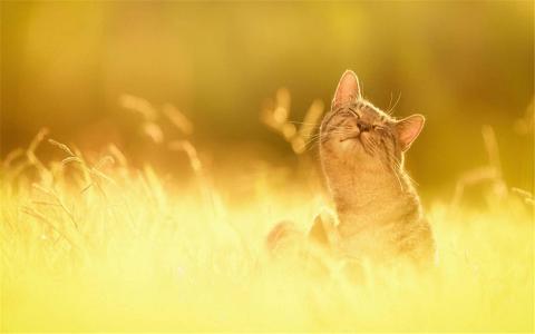 可爱小猫咪图片桌面壁纸第5张