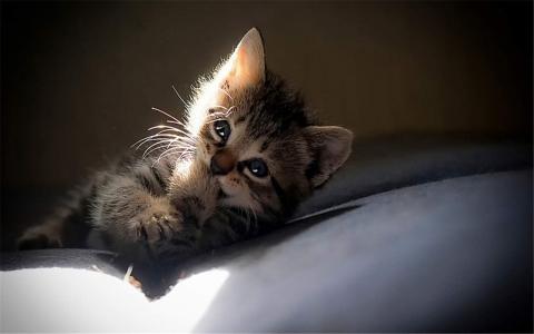 可爱小猫咪图片桌面壁纸第6张