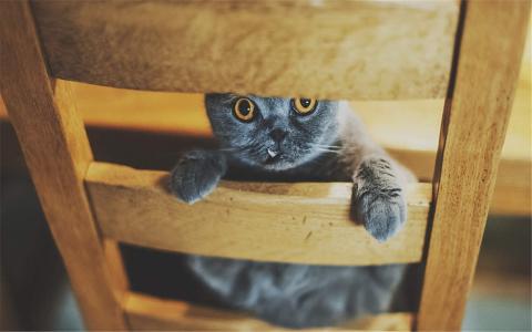 猫咪图片 _ 第(8)张