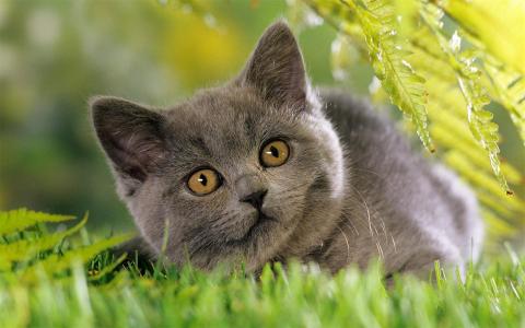 2014年10月日历可爱的小猫咪高清电脑桌面壁纸第0张
