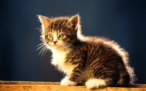 2014年10月日历可爱的小猫咪高清电脑桌面壁纸第6张
