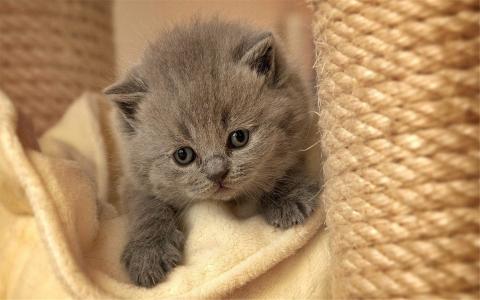 猫咪图片 _ 第(9)张