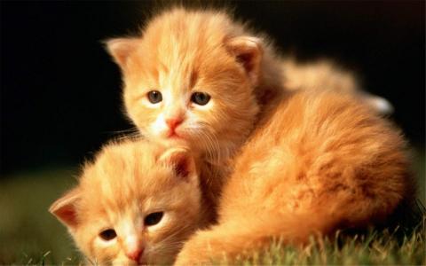 猫咪图片 _ 第(10)张