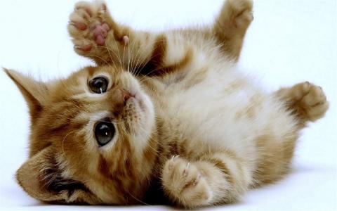 精选可爱动物猫咪高清桌面壁纸图片大全第1张