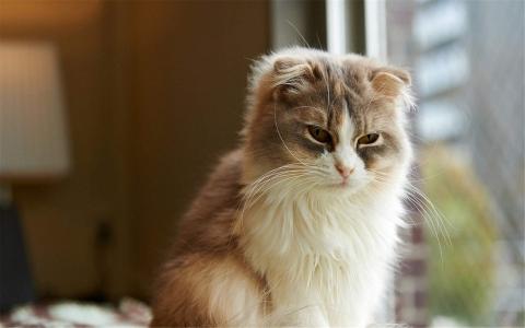 精选可爱动物猫咪高清桌面壁纸图片大全第3张
