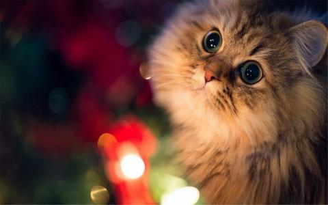 精选可爱动物猫咪高清桌面壁纸图片大全第4张
