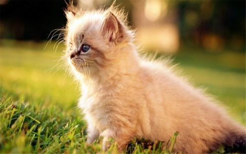 精选可爱动物猫咪高清桌面壁纸图片大全第5张
