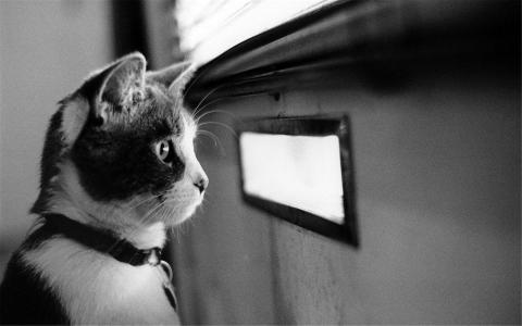 精选可爱动物猫咪高清桌面壁纸图片大全第6张