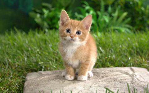 猫咪图片 _ 第(9)张