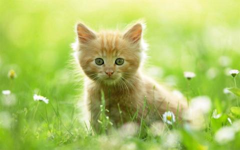 猫咪图片 _ 第(10)张