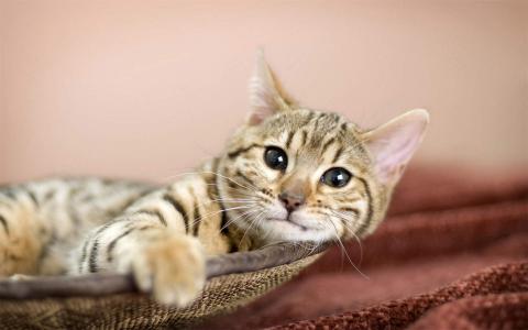 猫咪图片 _ 第(11)张