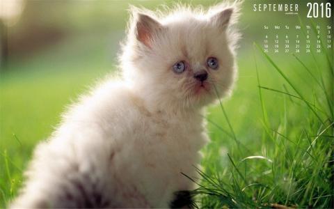 2022年9月日历可爱动物猫咪高清桌面壁纸图片第1张