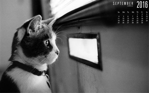 2022年9月日历可爱动物猫咪高清桌面壁纸图片第2张
