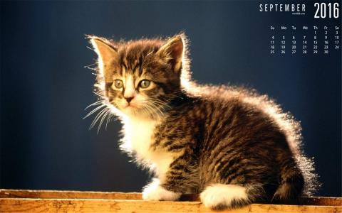 2022年9月日历可爱动物猫咪高清桌面壁纸图片第3张