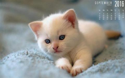 2022年9月日历可爱动物猫咪高清桌面壁纸图片第6张
