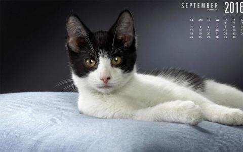 可爱宠物小猫咪呆萌抓拍特写桌面壁纸下载第0张