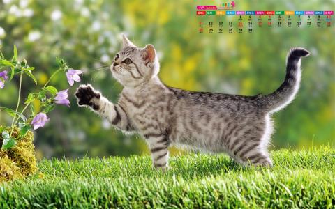 可爱宠物小猫咪呆萌抓拍特写桌面壁纸下载第5张