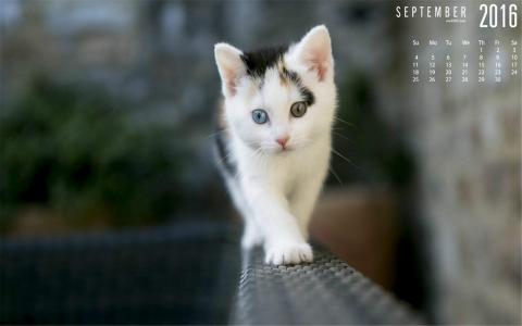 可爱宠物小猫咪呆萌抓拍特写桌面壁纸下载第6张