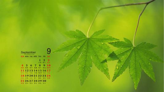 高清2022日历清新护眼绿叶风景高清摄影电脑壁纸（一）第0张
