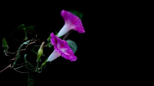 牵牛花第6张