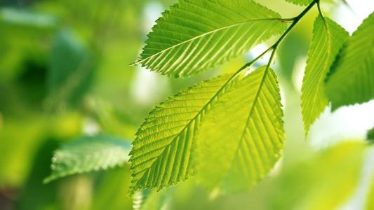 高清2022日历清新绿叶花卉植物高清壁纸大全第5张