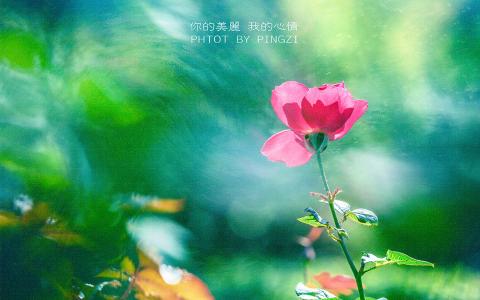 春风十里不如你唯美意境图片手机壁纸第4张